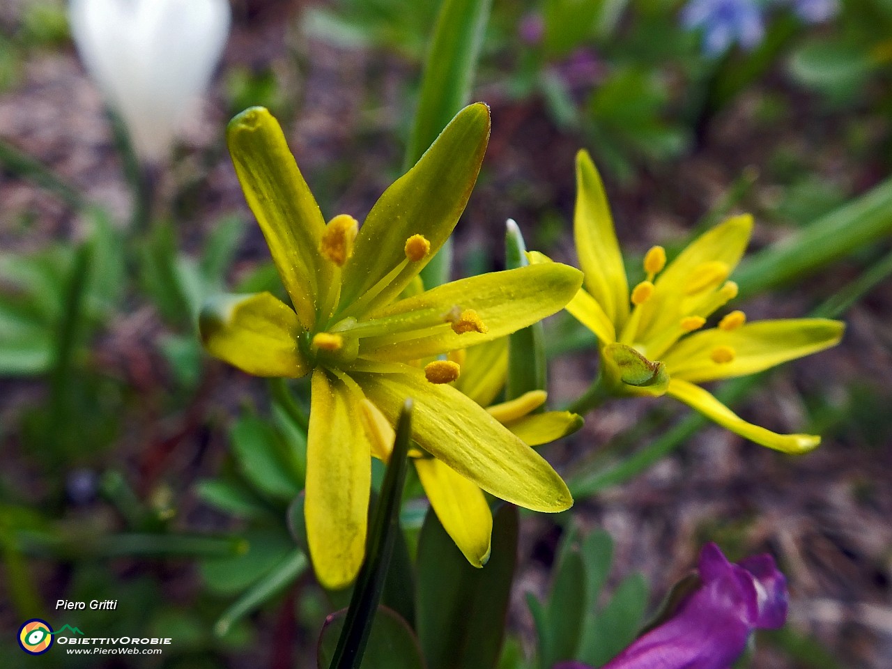 86 fiori di... alla macro.JPG